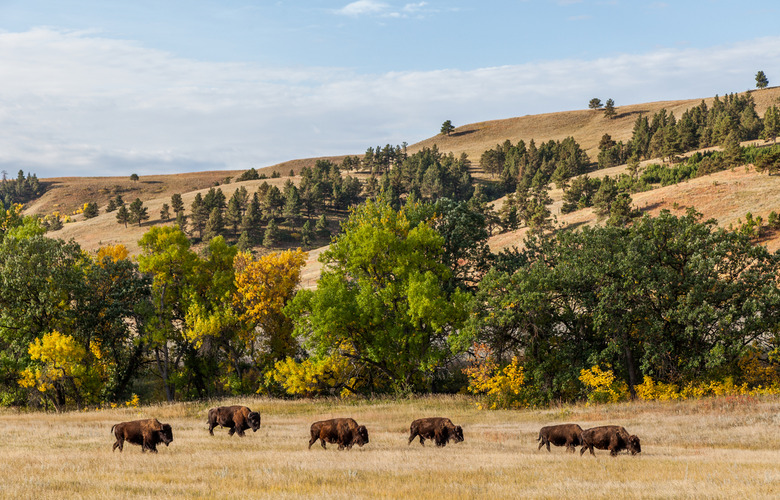 Black Hills, South Dakota