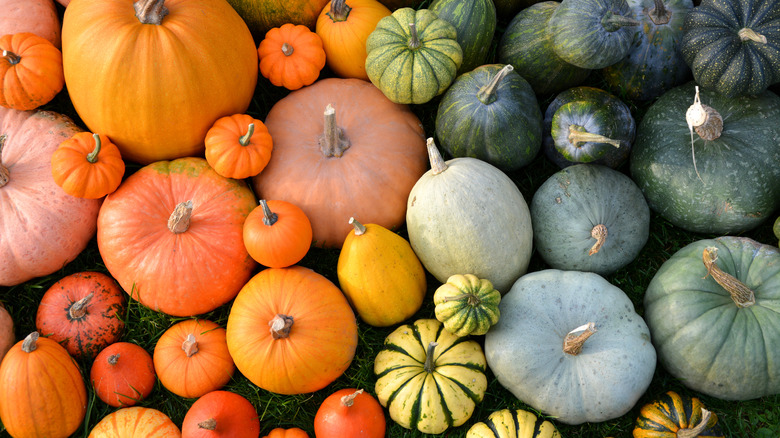 Assorted winter squashes on grass