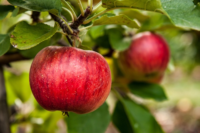New York: Apples